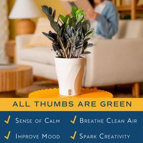 Costa Farms Raven ZZ in cozy living space; suitable for medium indirect light.