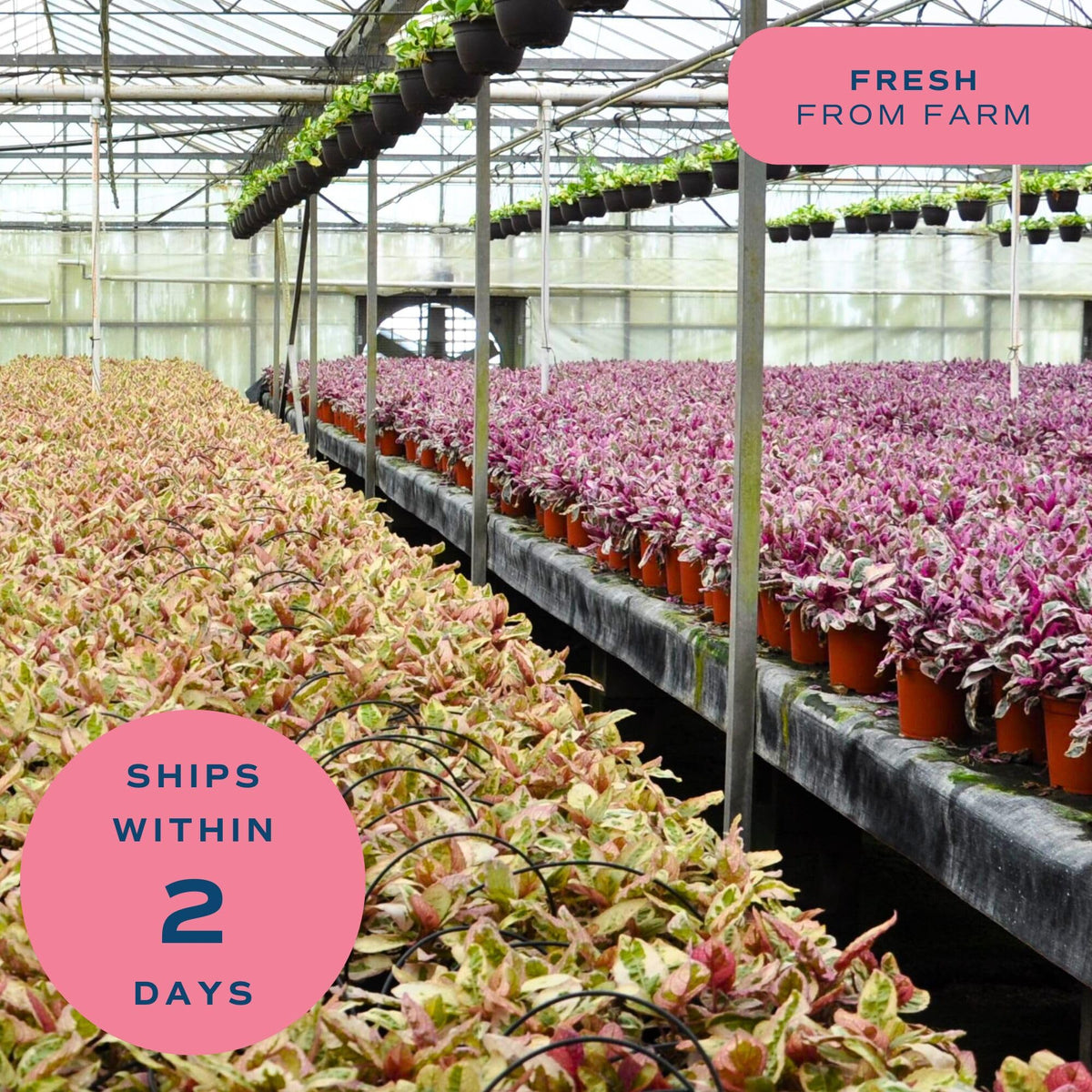 Costa Farms Raven ZZ gift plant; perfect for birthdays and housewarmings.