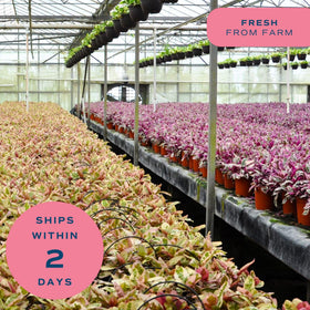 Costa Farms Raven ZZ gift plant; perfect for birthdays and housewarmings.
