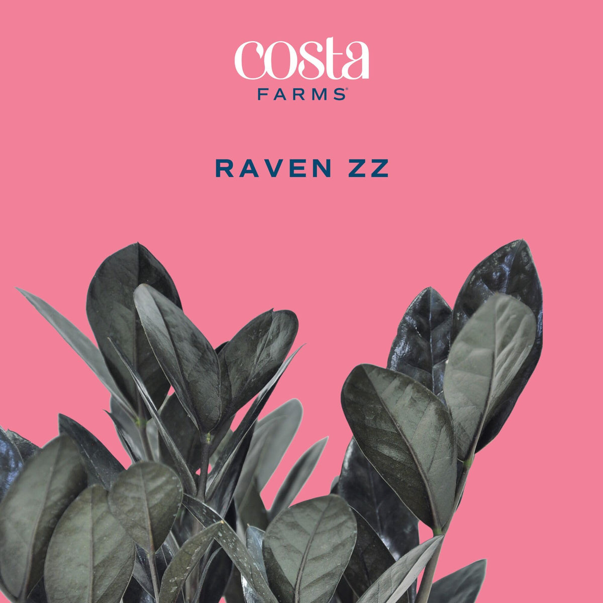 Costa Farms Raven ZZ indoor plant on a desk; thrives in indirect light.