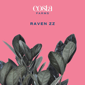 Costa Farms Raven ZZ indoor plant on a desk; thrives in indirect light.