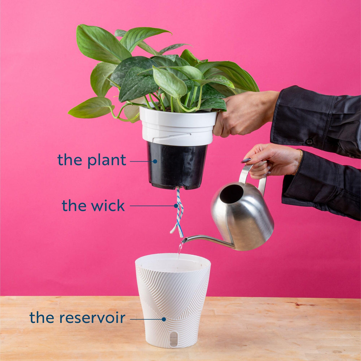 Costa Farms Raven ZZ hardy indoor plant for offices and homes.