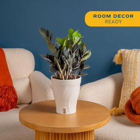 Costa Farms Raven ZZ plant in white self-watering pot; easy-care decor.