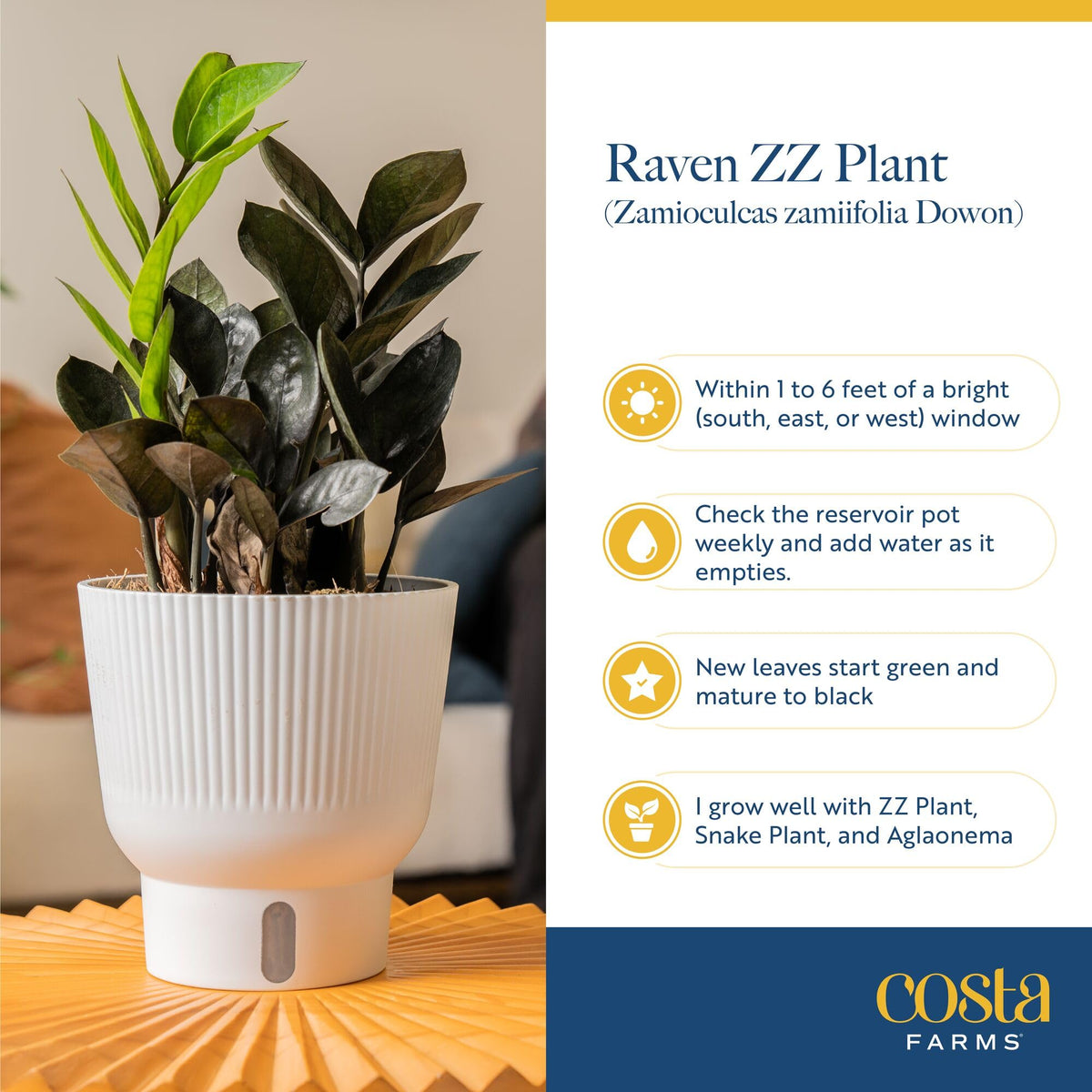 Costa Farms Raven ZZ self-watering setup; helps prevent overwatering.