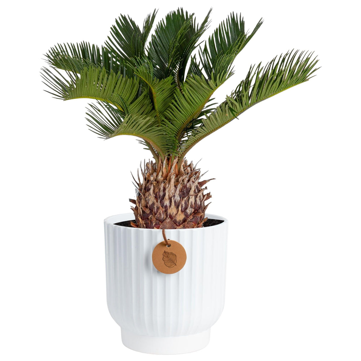 Costa Farms Sago Palm in decorative pot adds calm, stylish greenery to any room