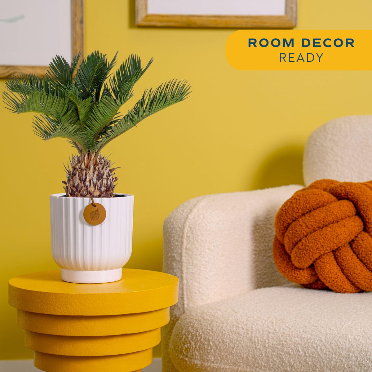 Costa Farms Sago Palm feathery fronds bring texture and serenity to home offices