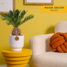 Costa Farms Sago Palm feathery fronds bring texture and serenity to home offices