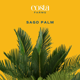 Costa Farms Sago Palm indoor greenery supports better air quality with simple care