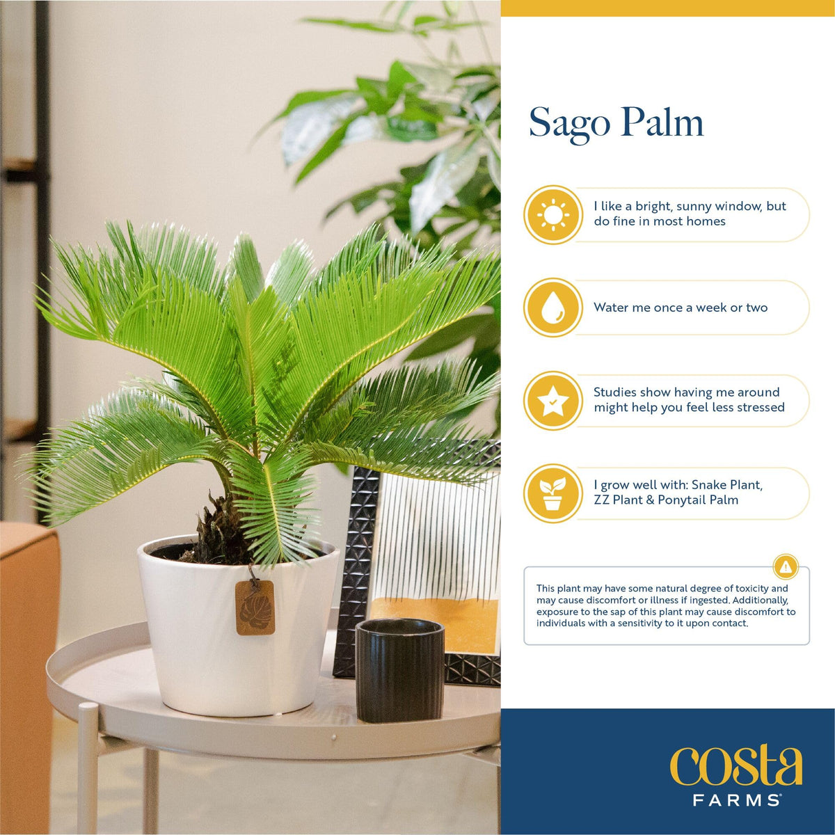 Costa Farms Sago Palm living room centerpiece evokes calm and timeless elegance