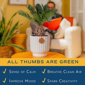 Costa Farms Sago Palm on an office desk creates a refreshing, low-effort focal point