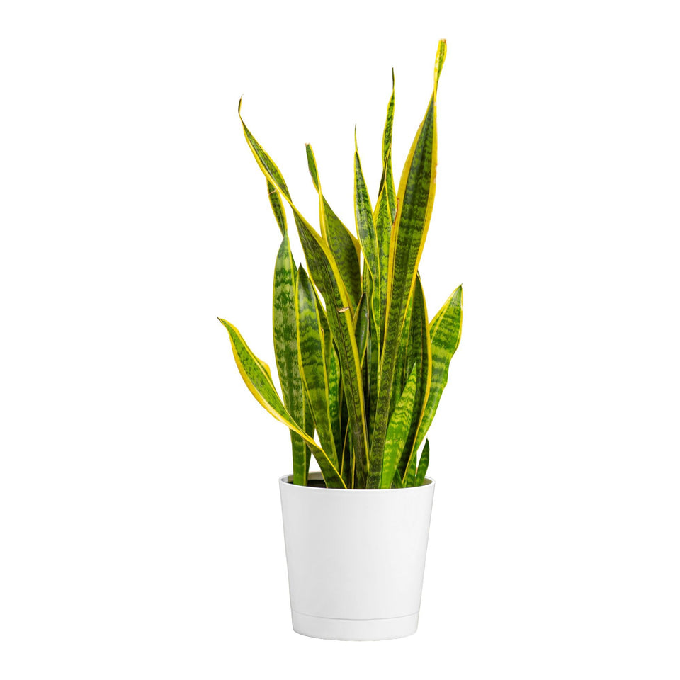 Costa Farms Snake Plant in decorative pot, 2-3 ft tall for home decor.