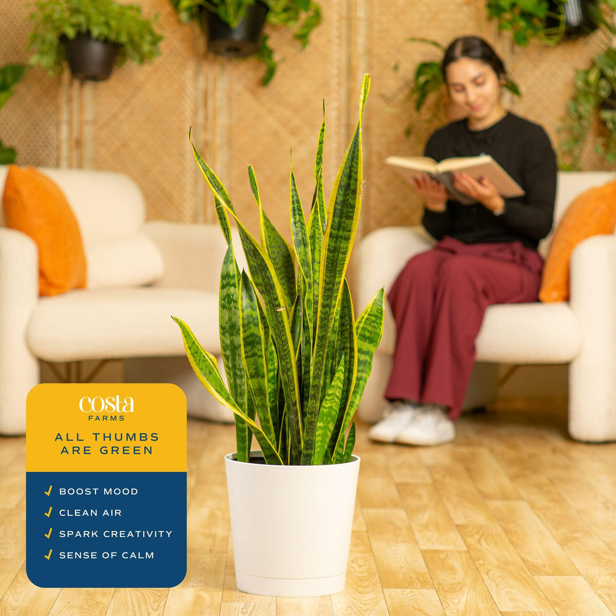 Packaging-ready delivery of Costa Farms Snake Plant for safe arrival.