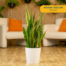 Snake Plant upright sword-like leaves adds vertical accent.