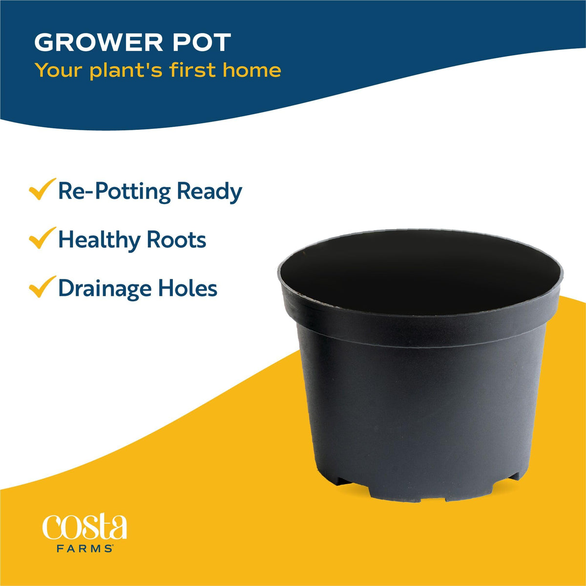 Costa Farms 4-inch pots ready for immediate display.