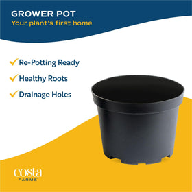 Costa Farms 4-inch pots ready for immediate display.