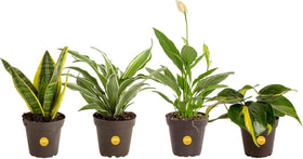 Costa Farms 4-pack indoor plants ready for display in a bright living room.