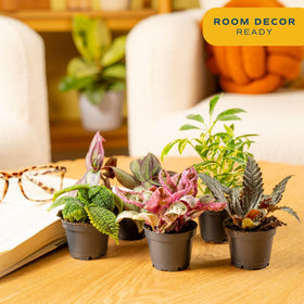 Costa Farms air-purifying plants in a compact set for small spaces