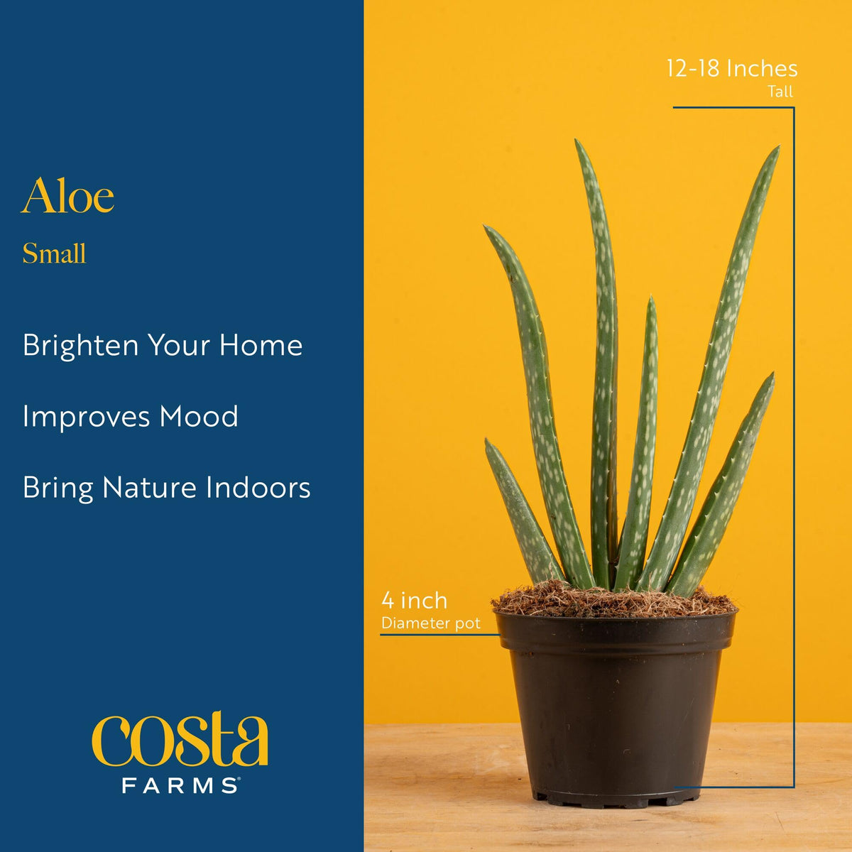 Costa Farms Aloe Vera green foliage adds indoor décor to any room.