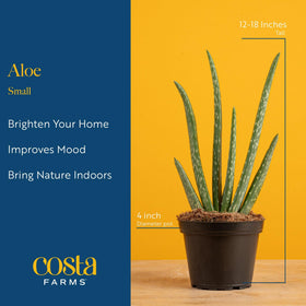 Costa Farms Aloe Vera green foliage adds indoor décor to any room.