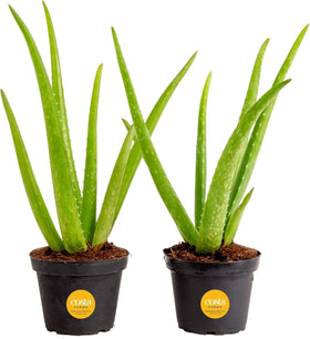 Costa Farms Aloe Vera live plants in plastic pots showcased for home décor.