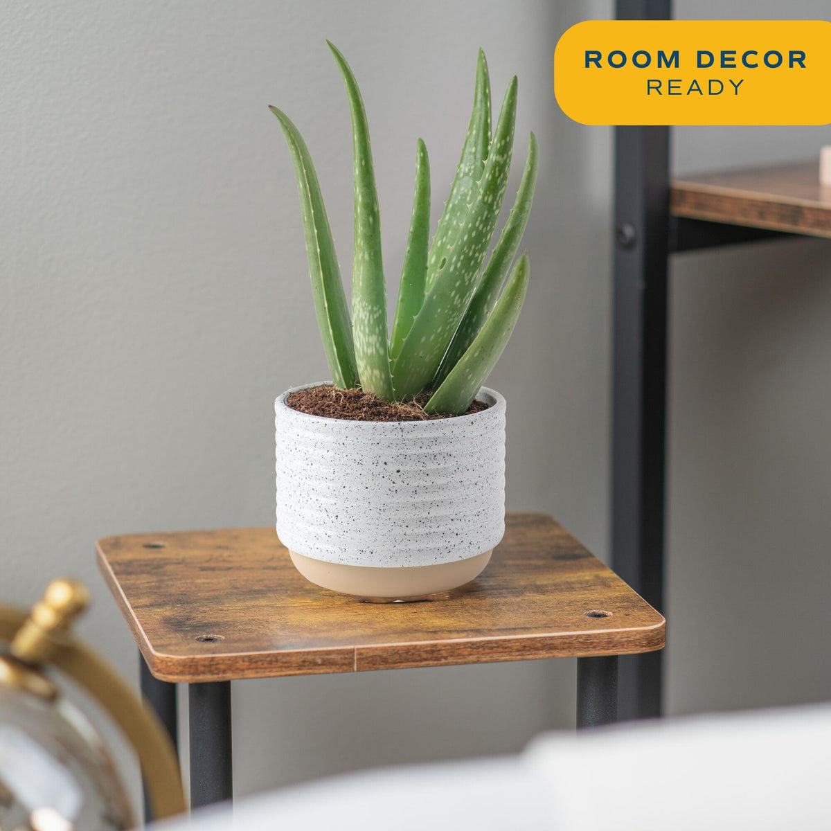Costa Farms Aloe Vera lush leaves close-up highlighting texture for modern interiors.