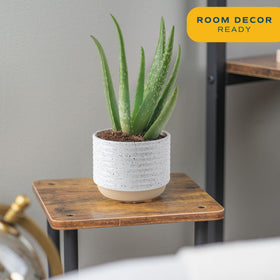 Costa Farms Aloe Vera lush leaves close-up highlighting texture for modern interiors.
