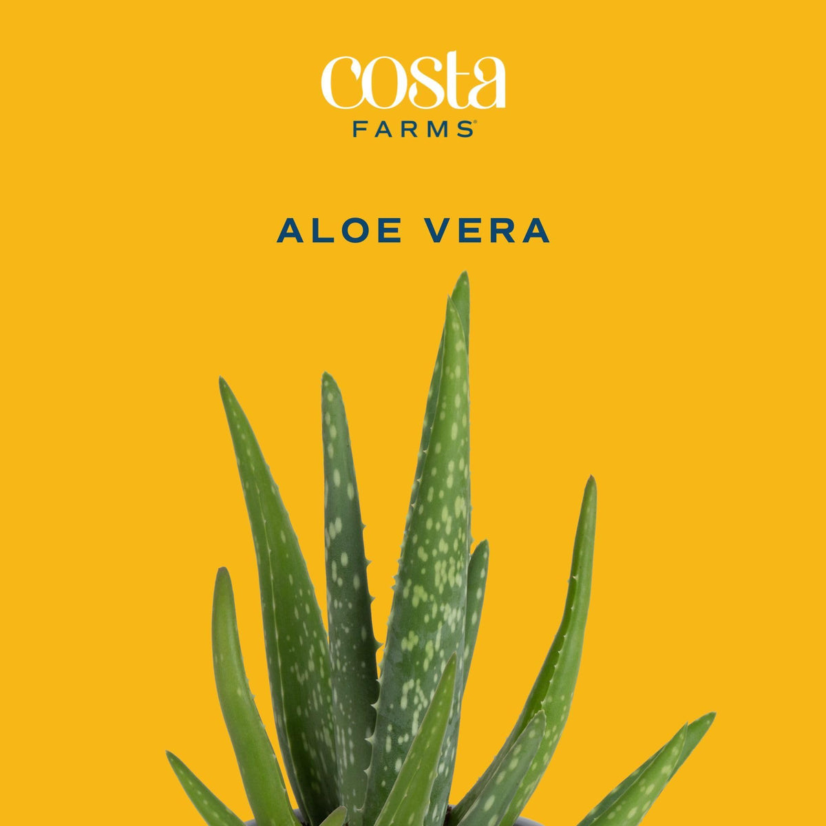 Costa Farms Aloe Vera pair in sunlight on a windowsill for bright ambiance.
