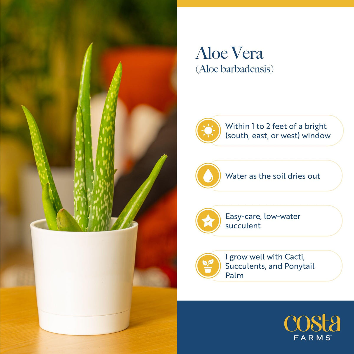 Costa Farms Aloe Vera ready-to-pot plants awaiting your container choice.