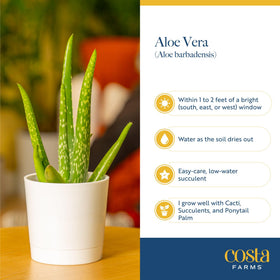 Costa Farms Aloe Vera ready-to-pot plants awaiting your container choice.