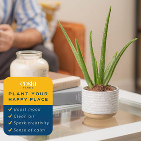 Costa Farms Aloe Vera table-top display enhances desk or shelf styling.