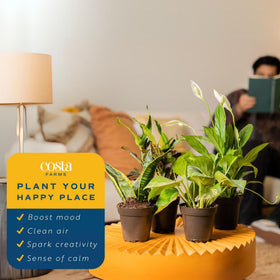 Costa Farms beginner-friendly indoor plants for easy care.