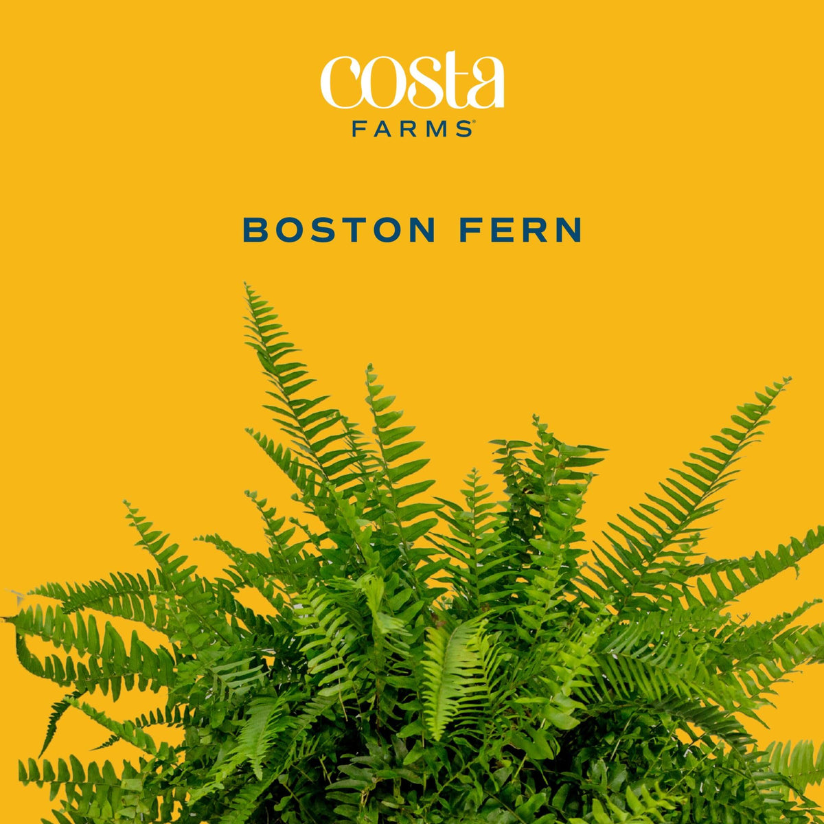 Costa Farms Bird's Nest Fern fronds close-up highlighting vibrant green texture.