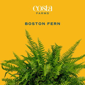 Costa Farms Bird's Nest Fern fronds close-up highlighting vibrant green texture.