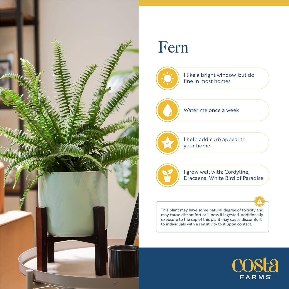 Costa Farms Bird's Nest Fern repotting-ready size supports easy growth.