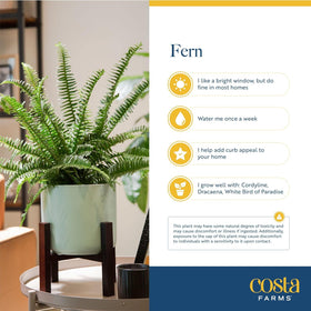 Costa Farms Bird's Nest Fern repotting-ready size supports easy growth.