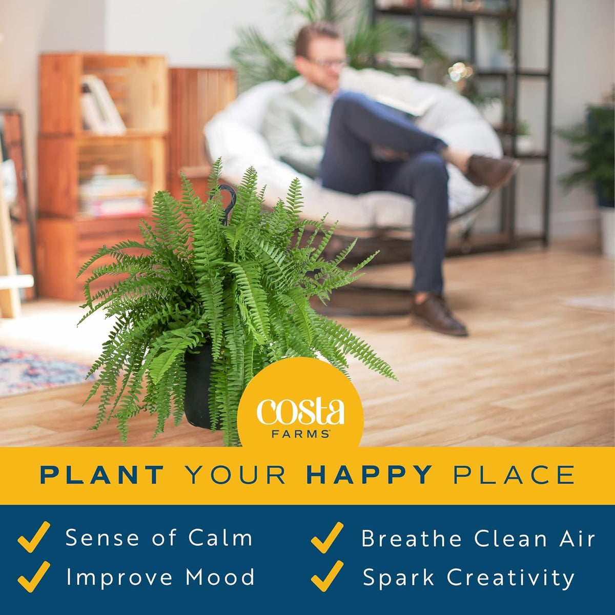 Costa Farms Bird's Nest Fern in-pot demonstrates easy-care for busy homes.