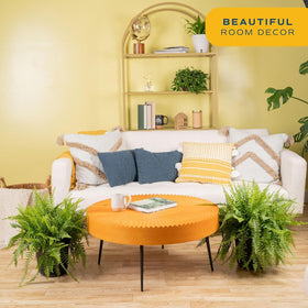 Costa Farms Boston Fern air-purifier helps refresh indoor air quality.