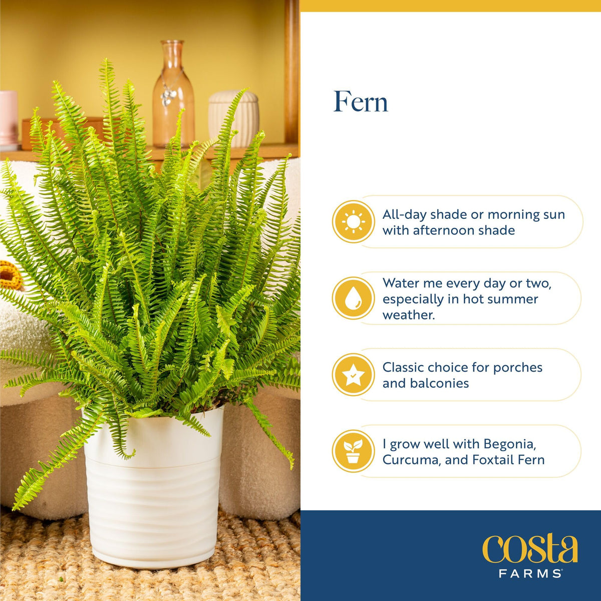 Costa Farms Boston Fern close-up of lush fronds.