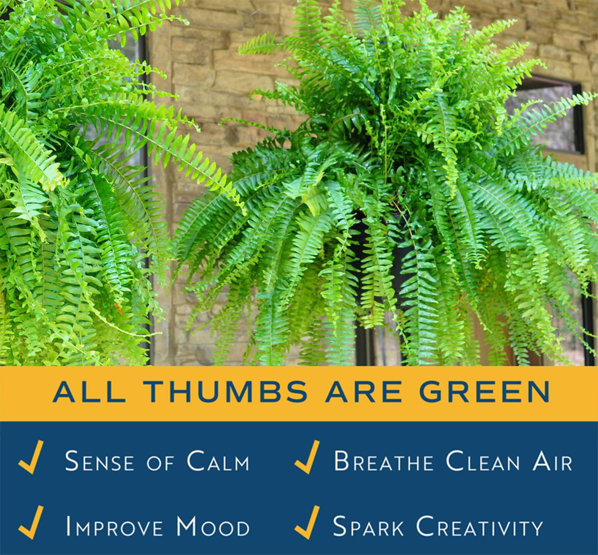 Costa Farms Boston Fern fronds closeup reveals rich green texture.