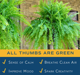 Costa Farms Boston Fern fronds closeup reveals rich green texture.