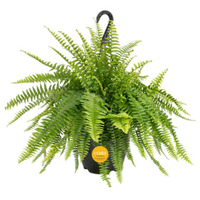 Costa Farms Boston Fern with full green foliage for indoor decor.