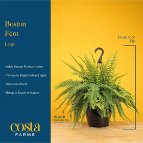 Costa Farms Boston Fern low-light plant suited for indirect sun rooms.
