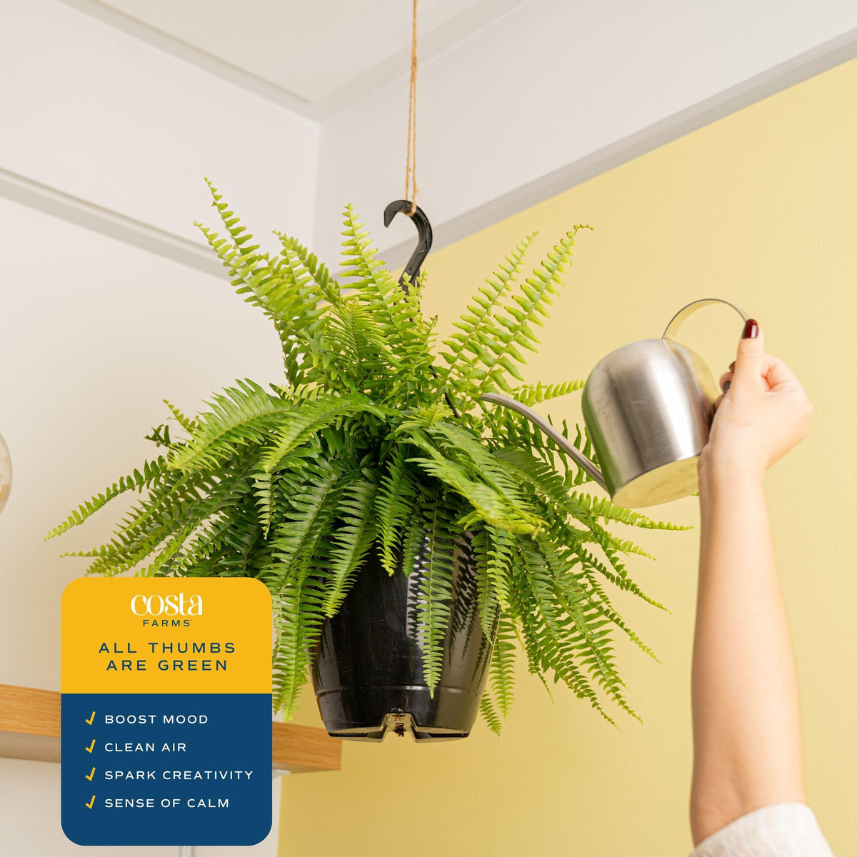 Costa Farms Boston Fern gracing an office entryway with greenery.