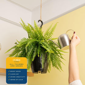 Costa Farms Boston Fern gracing an office entryway with greenery.