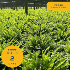 Costa Farms Boston Fern in 10-inch pot ready for display.