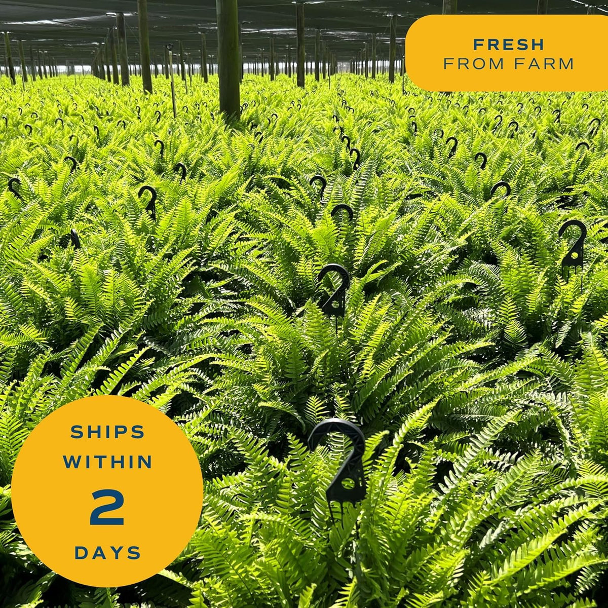 Costa Farms Boston Fern showing healthy growth after seasonal repot.
