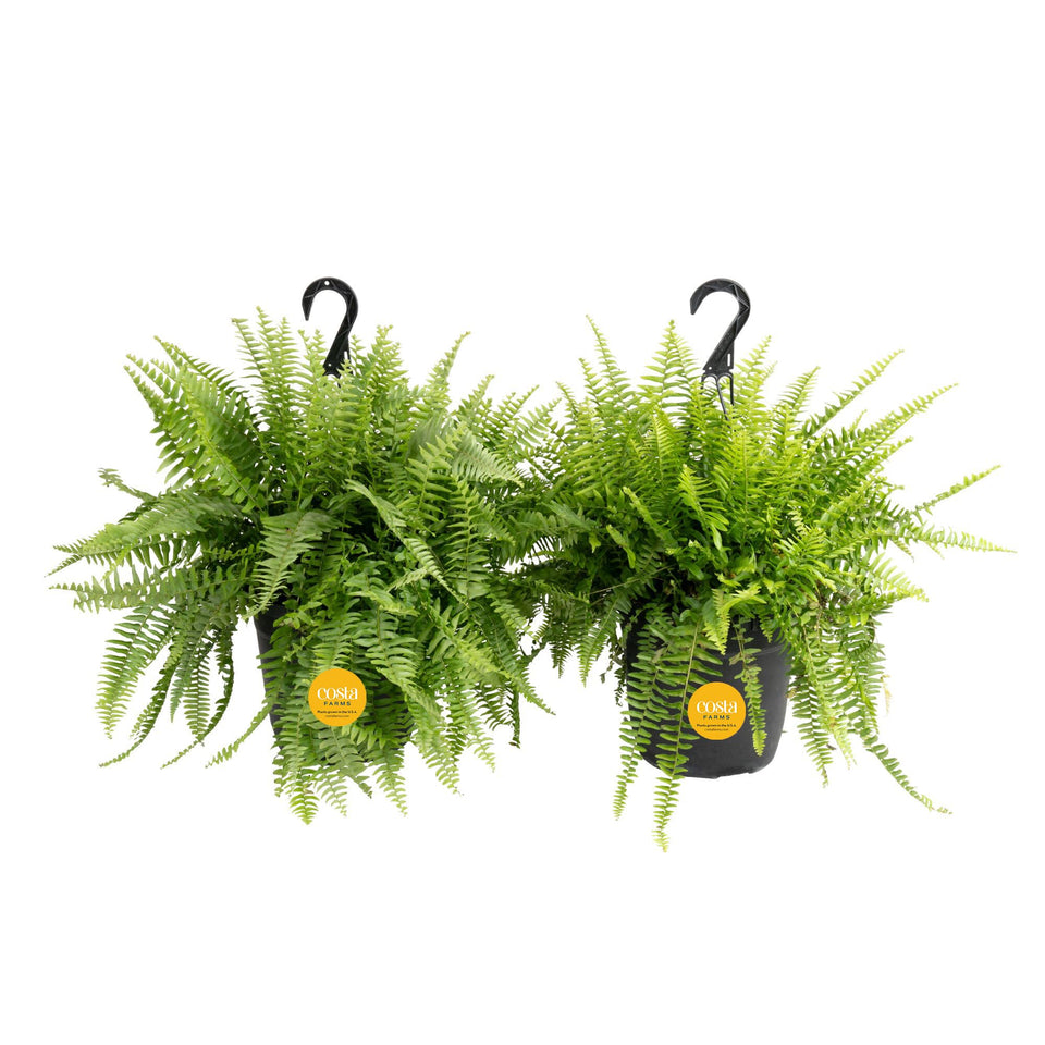Costa Farms Boston Fern two-pack adds lush greenery to homes or offices.