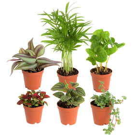 Costa Farms mini indoor plants six-pack on a bright desk for fresh home decor