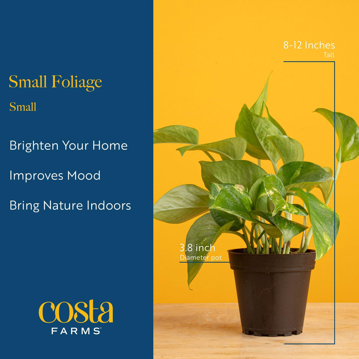 Costa Farms English ivy adds lush texture to a desk.