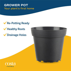 Costa Farms Golden Pothos fresh farm-to-home packaging.